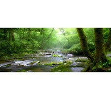36x14 inches Rainforest Terrarium Background - Deep Forest Tank Aquarium Back...