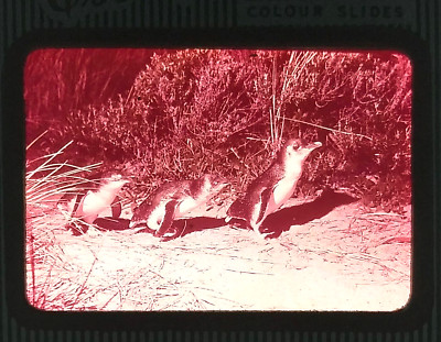 FAIRY PENGUIN PARADE PHILLIP ISLAND VICTORIA AUSTRALIA CIRCA 1969 SLIDE
