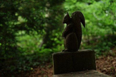 Foto A3 Eichhörnchen im Wald Unterbasildon eine von mehreren Bänken mit c2017