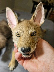 Cody, The Adorable Small Coyote Pup Softmount- ONLY THE COYOTE PUP FOR SALE!!!