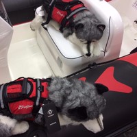 Crewsaver Pet Float Dog Cat Buoyancy Aid Lifejacket Coat For Your Animal Small Crewsaver Pet Float Dog Cat Buoyancy Aid Lifejacket Coat For Your Animal Small