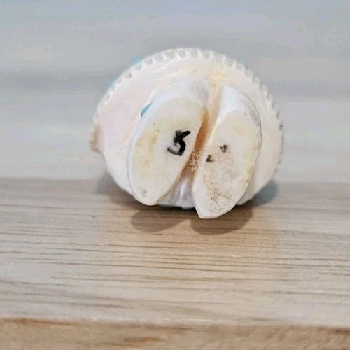 原生 Zuni 鹿角玉米少女恋物癖手工雕刻带绿松石镶嵌 - 礼品盒 — 第 3/4 张图片