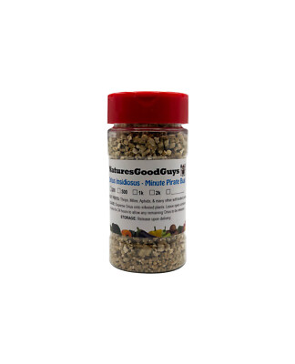 NaturesGoodGuys 200 Orius insidiosis - Minute Pirate Bugs - Thrip Control