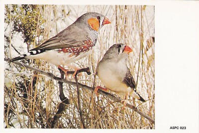 ANPC119) PC Australia, Zebra Finch, bird, ASPC 023, unused