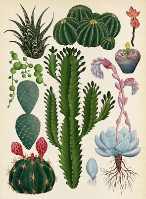 Cactus and Succulent Poster - Vintage Botanical Plant Decor Print