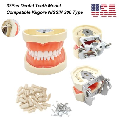 Dental Teeth Model Screw-in 32 Teeth Fit NISSIN 200 Type Dental Training Teach