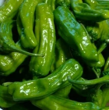ITALIAN PEPPERONCINI PEPPER SEEDS 30+ MILD heat SPICE VEGETABLES FREE SHIPPING