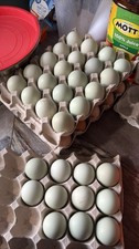 Cream Legbar Easter Egger Chicken Hatching Eggs 12 Eggs Ready to Ship