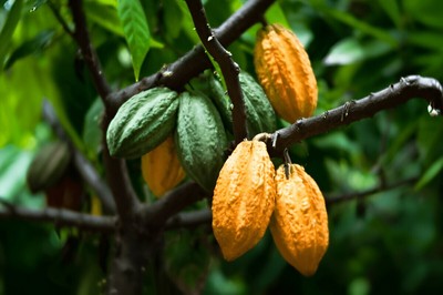 40+/ Custom - Cocoa / Cacao Chocolate Seedss (Theobroma Cacao) - Original Fresh