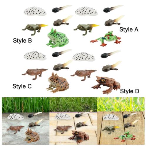 Life Cycle Figurines 4 Stages of Frog Learning Prop for Early Educational |  eBay