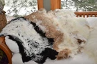 Genuine Tibetan Sheepskin Rug Curly Wool Soft Pliable Lambskin Baby Blanket