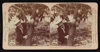 Jamaica Blossom and fruit of the cocoa tree, Hope Gardens, Kingst - Old Photo