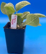Clary Sage Starter Plant - Salvia Sclarea -Amazing Pollinator Plant 