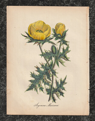 Botanical 1855 Hand Painted Lithograph Prickly Poppy David William Moody 9.5 x 7