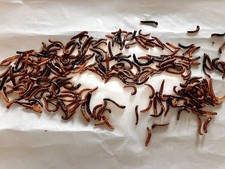 mealworms dried 0.7 oz 200 bugs