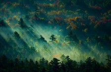 Landscape nature forest mist england trees fall sunbeams Custom Gaming Mat Desk