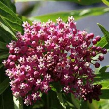 Carmine Rose-Swamp Milkweed 50+ Seeds, Asclepias Incarnata, FOOD FOR BUTTERFLIES
