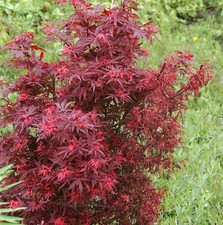 Zwergahorn Shaina 30-40cm - Acer palmatum