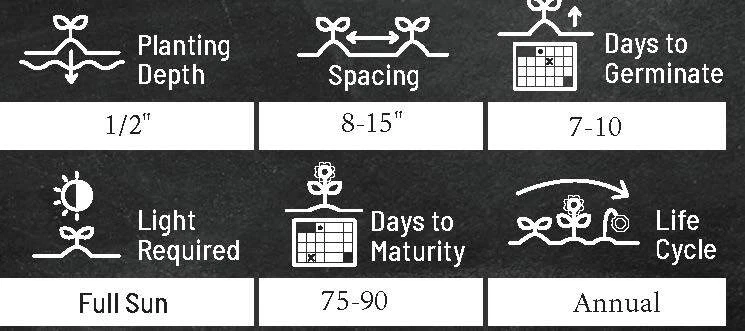 加州巨型津尼亚花卉种子 | 非转基因 | 新鲜年度花卉种子 — 第 3/4 张图片