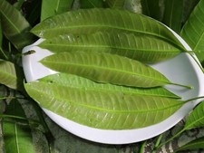 100 Fresh Mango Leaves 100 ORGANIC TRADITIONAL CARIBBEAN MEDICINE 