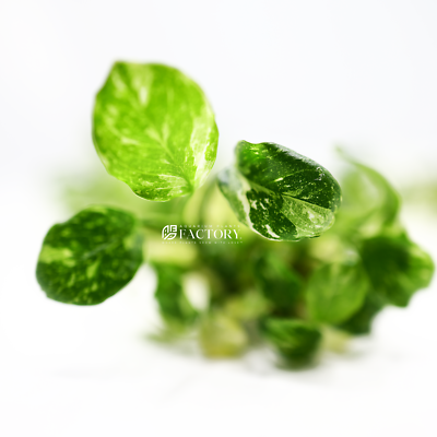 Anubias Panda Marble | eBay