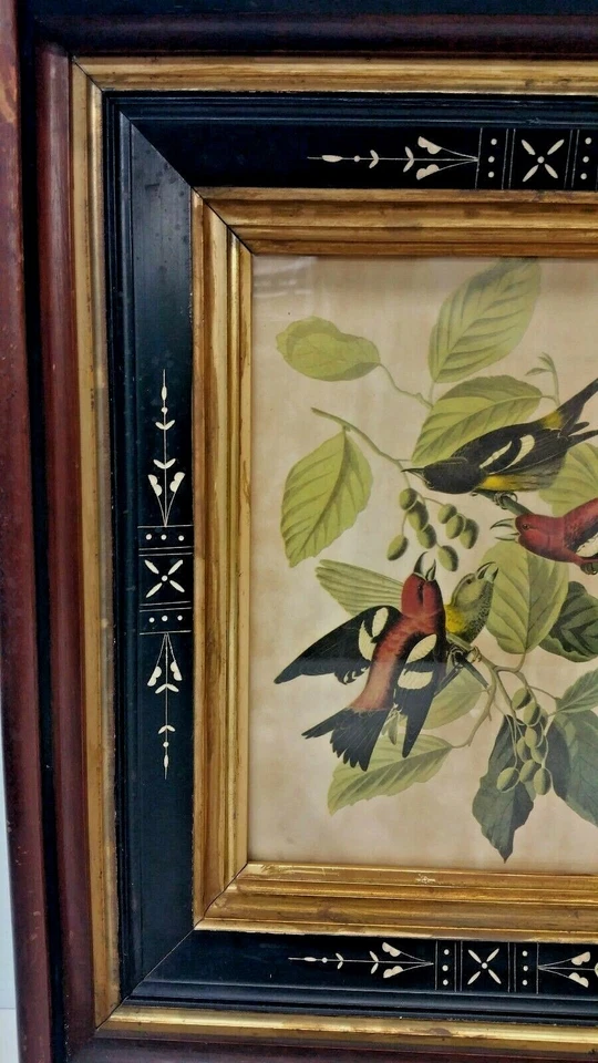 Litografía desplazada de pájaros con marco antiguo encaramados en ramas Foto 2 de 4