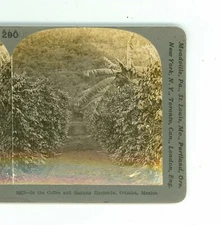 B9624 Keystone 10876, A Coffee And Banana Hacienda, Orizaba, Mexico D