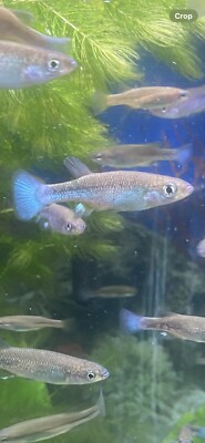 Blue Goodeids 20X Ataeniobius Toweri/Bluetail Goodeid Livebearer(Juvenile Group) | eBay