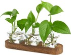 Plant Propagation Station with Wooden Stand,Air Plant Terrarium Starter Kits Sta