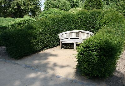 Eibe Taxus baccata Heimische Eibe, 4jhrige Jungpflanze 18 - 24 cm im Topf  | eBay.de