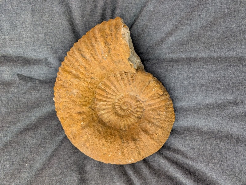 Large Natural Ammonite Fossil Specimen ~10lbs