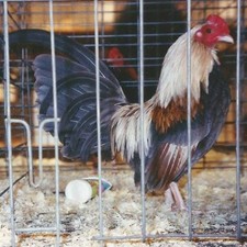 12+ blue golden duckwing old english bantam Hatching Eggs