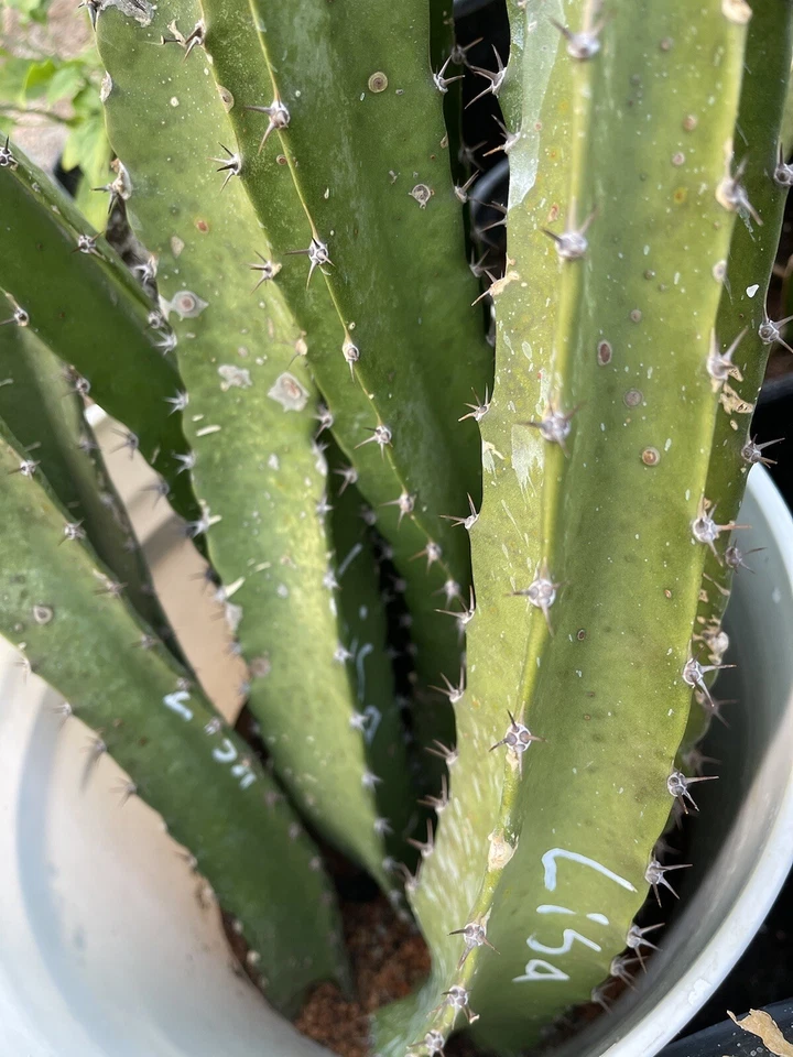 Esquejes de fruta de dragón maduros “AMELIE” Foto 4 de 4