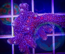 SAF~”WYSIWYG” German Blue Montipora Digitata, Monti, Acro, SPS