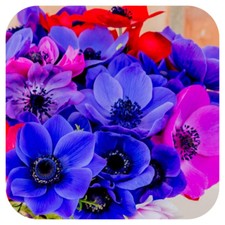 Anemone x 500 bulbs corms 'De Caen' mixed 
