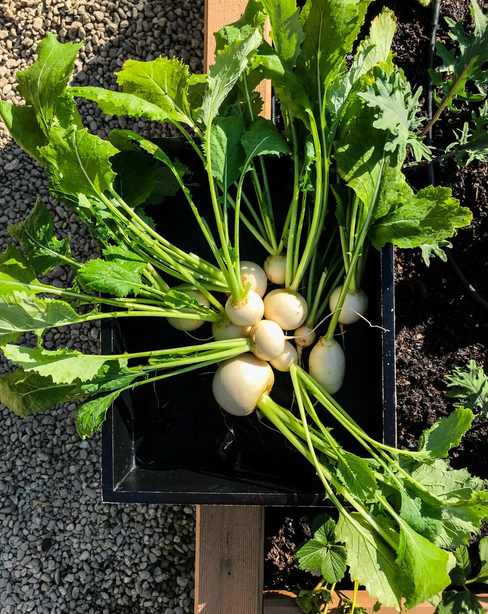 Shogoin Japanese Turnip Seeds | White Hakurei Asian