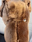 Daphne One Eye Brown Lab Dog Golf Club Headcover Plush Driver Head Cover 2005 — photo 3