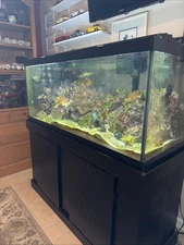 75 Gallon cycled Saltwater  Reef Aquarium, fish, coral ,live rock and more 