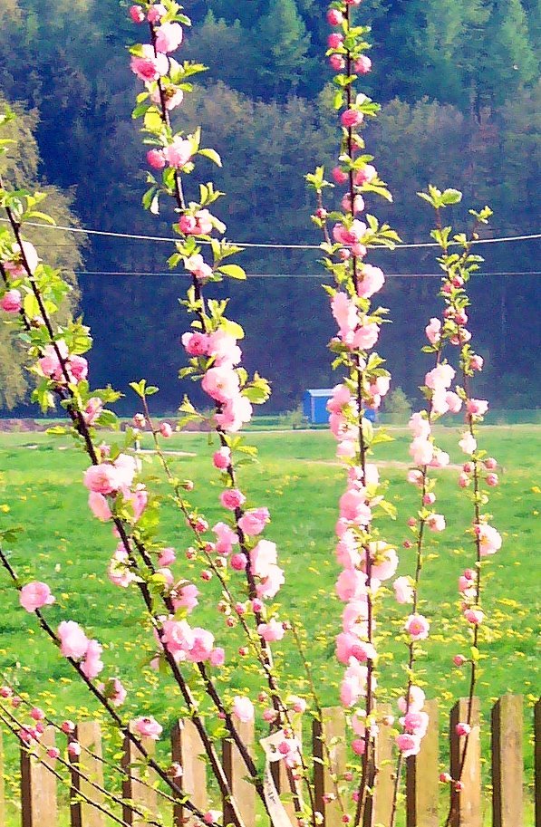 Mandelbäumchen Prunus triloba Strauch 4060 cm im 5Liter Container eBay
