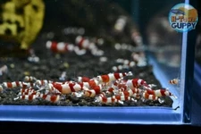 10+1 Crystal Red Shrimp CRS (Mixed Grade S-SSS) - Live Guarantee - USA Stock