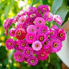 250+ ZINNIA PURPLE PRINCE SEEDS NON - GMO FRESH FOR YOUR FLOWER GARDENS