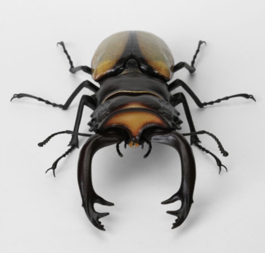 その他 TAKARA AT-FLY & DIVING BEETLE 1/60 TAKARA TOMY Battle Insect KABUTOBORG KB-02 Lucanus