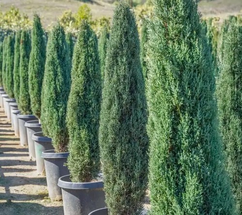 Italian Cypress Tree Live Cupressus Sempervirens 1-2 Feet Tall Evergreen Outdoor - Picture 3 of 9