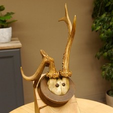 Cervo Anomalo Con Corna Su Pannello Trofeo 608.145