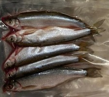 Köderfische gefroren Laube  Ukekei  ca 12-15...
