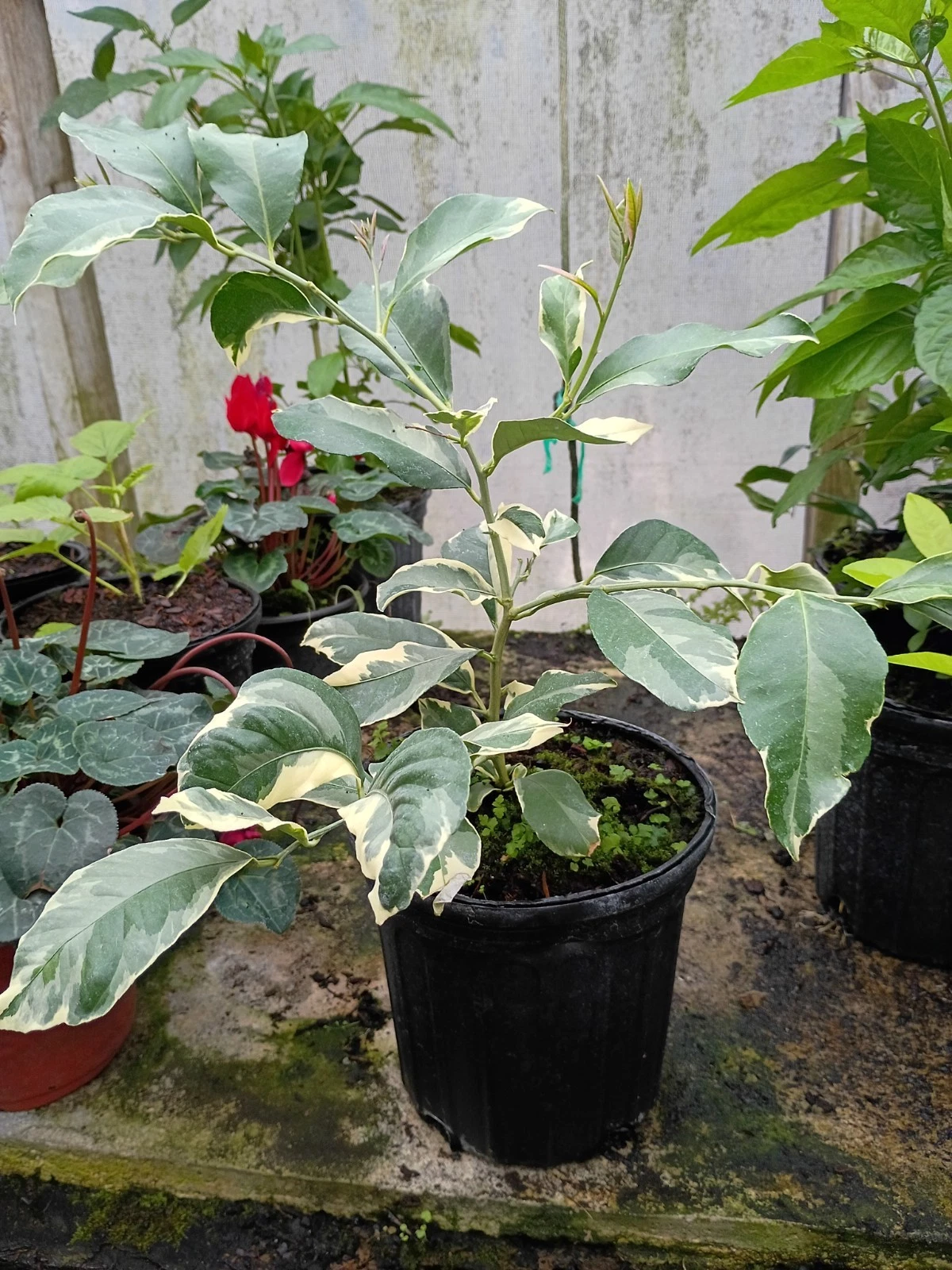 Pink Lemon Tree in 1 Gallon Pot
Opens in a new window or tab