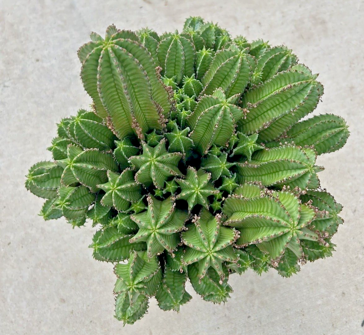 Euphorbia Anoplia, 'Tanzanian Zipper Plant' Currently in a 9