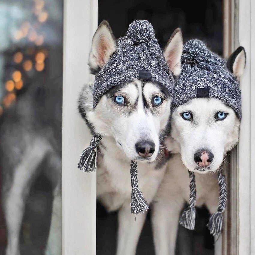 Dog winter hats with ear holes cheap