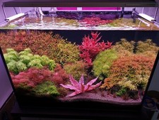 live aquarium plants 40 Stems Live Aquarium Plants PackAge Gorgeous  