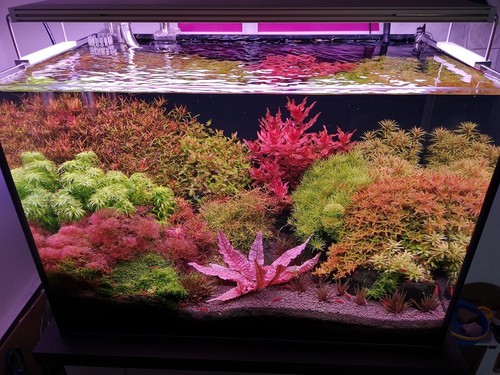 live aquarium plants 40 Stems Live Aquarium Plants PackAge! Gorgeous!!!